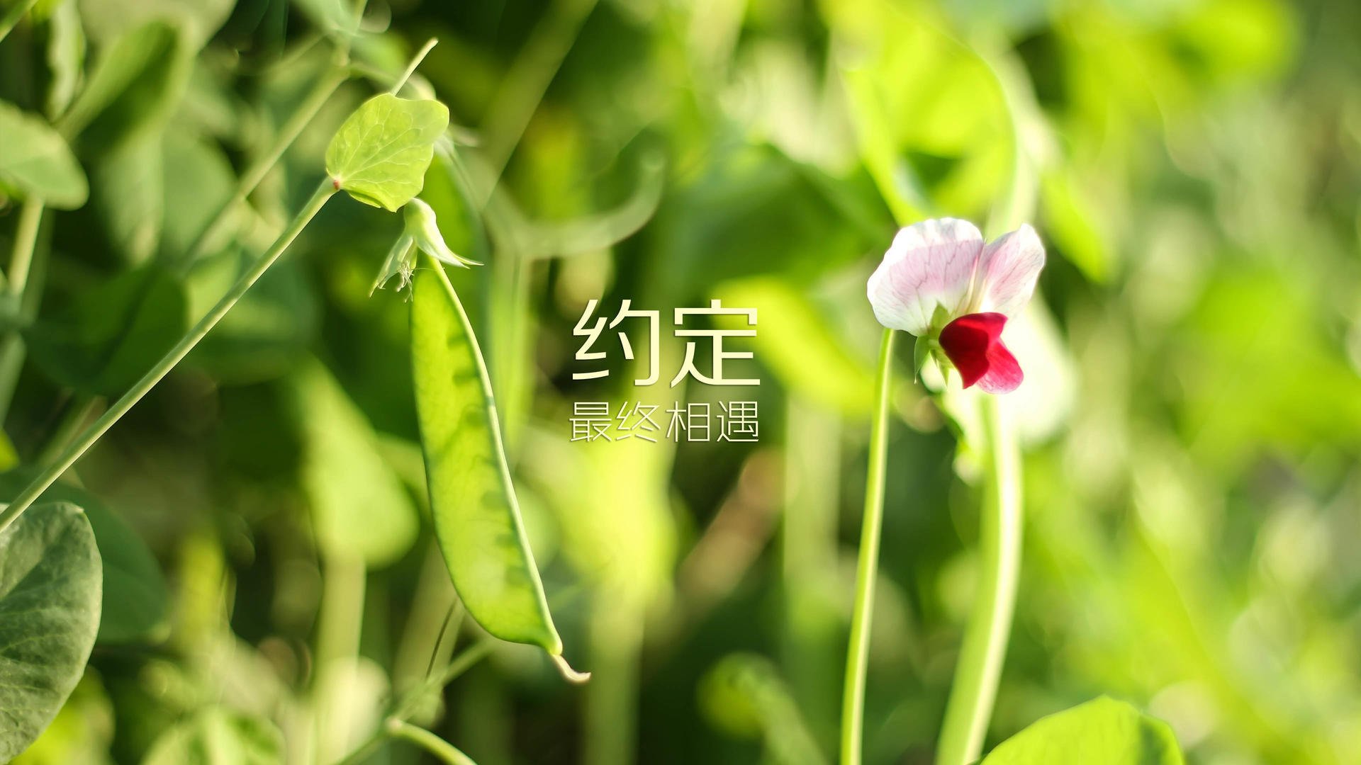 九游APP官网-队员受伤频发，球队整体作战受损，篮球队员受伤